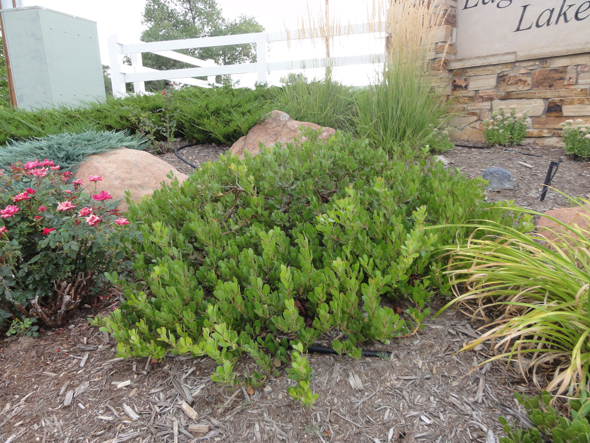 Panchito/Chieftain Manzanita Plant Guide